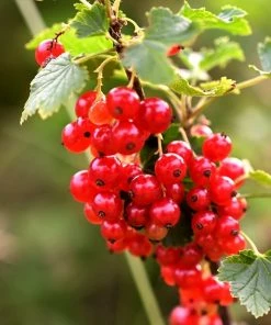 Roots Plants Jonkheer Van Tets' Redcurrant Plant Fruits 7 Roots Plants Jonkheer Van Tets' Redcurrant Plant Fruits
