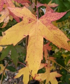 Roots Plants Sweetgum Tree | Liquidambar Styraciflua 'Worplesdon'