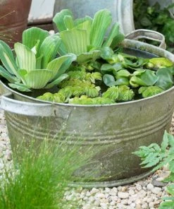 Roots Plants All Pond Plants Pond In A Pot Planting Kit | Oxygenating & Wildlife | Flowers & Structure 20 Roots Plants All Pond Plants Pond In A Pot Planting Kit | Oxygenating & Wildlife | Flowers & Structure