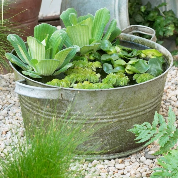 Roots Plants All Pond Plants Pond In A Pot Planting Kit | Oxygenating & Wildlife | Flowers & Structure 6 Roots Plants All Pond Plants Pond In A Pot Planting Kit | Oxygenating & Wildlife | Flowers & Structure