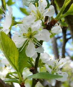 Roots Plants Mirabelle De Nancy Plum Tree 12 Roots Plants Mirabelle De Nancy Plum Tree
