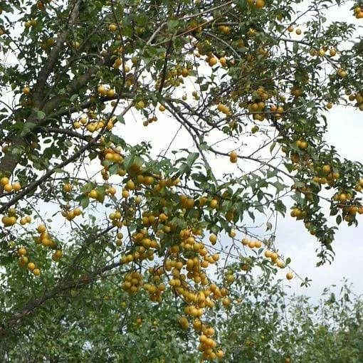 Roots Plants Mirabelle De Nancy Plum Tree 4 Roots Plants Mirabelle De Nancy Plum Tree