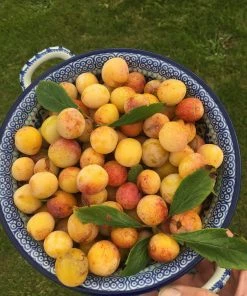 Roots Plants Mirabelle De Nancy Plum Tree 16 Roots Plants Mirabelle De Nancy Plum Tree