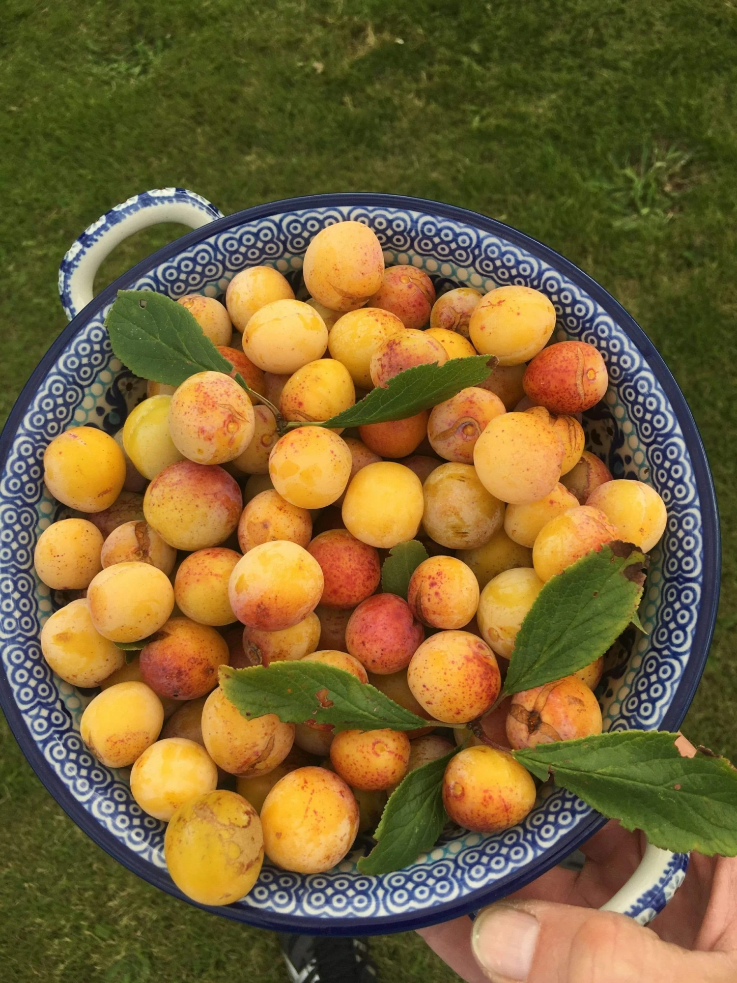 Roots Plants Mirabelle De Nancy Plum Tree 9 Roots Plants Mirabelle De Nancy Plum Tree