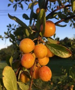 Roots Plants Mirabelle De Nancy Plum Tree 15 Roots Plants Mirabelle De Nancy Plum Tree