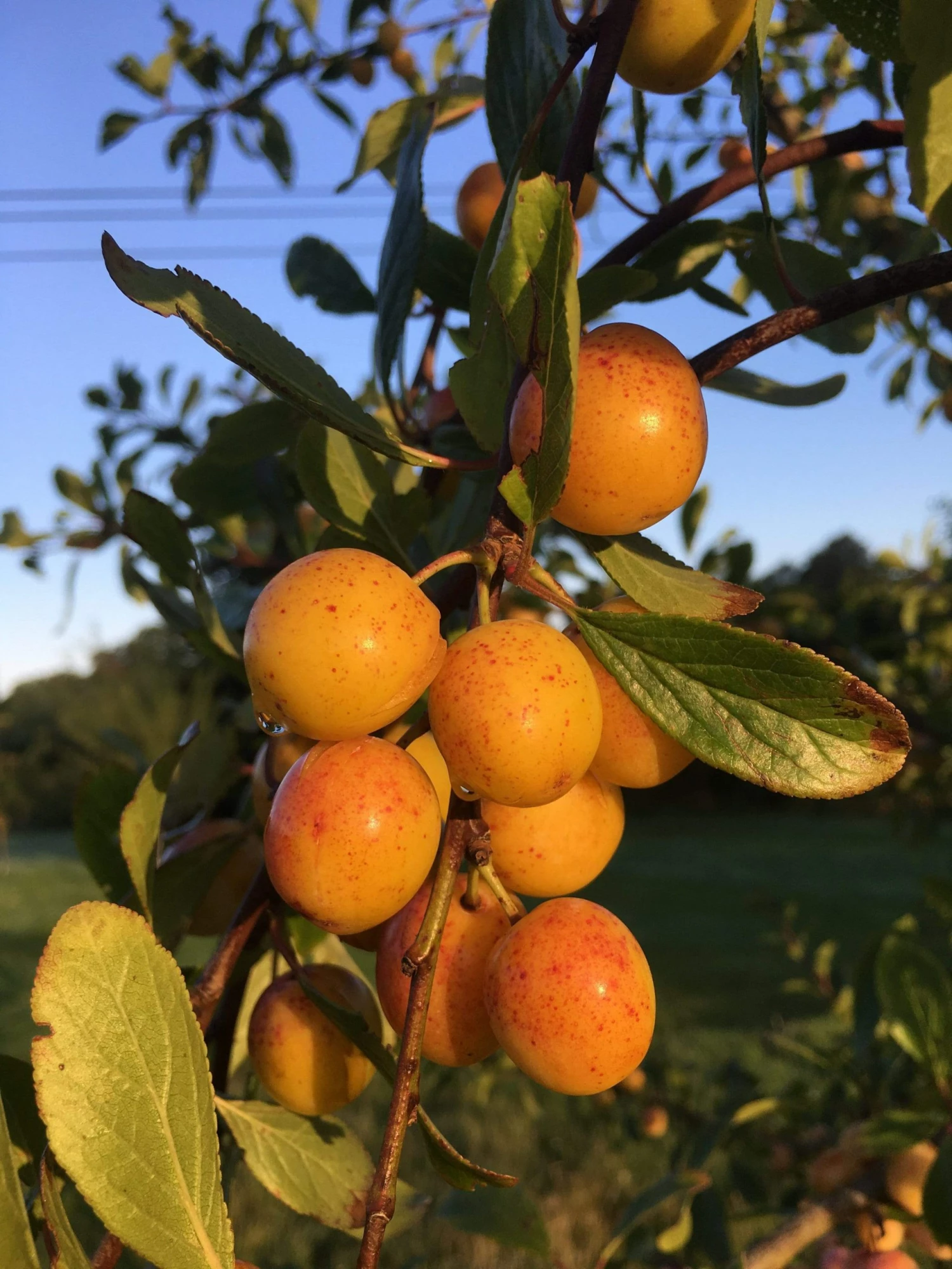Roots Plants Mirabelle De Nancy Plum Tree 8 Roots Plants Mirabelle De Nancy Plum Tree