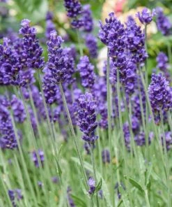 Roots Plants 3x 'Old English Lavender' Plants Perennials