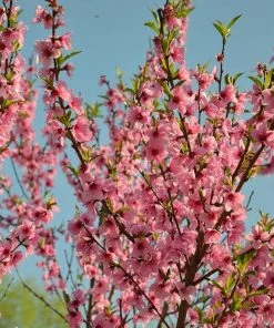 Roots Plants Fruits Madame Blanchet Patio Nectarine Tree 9 Roots Plants Fruits Madame Blanchet Patio Nectarine Tree