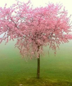 Roots Plants Red Haven Peach Tree 9 Roots Plants Red Haven Peach Tree