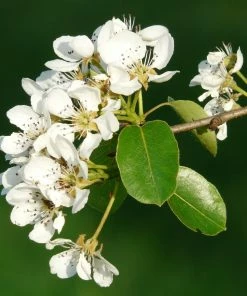 Roots Plants Fruits Concorde Pear Tree 9 Roots Plants Fruits Concorde Pear Tree