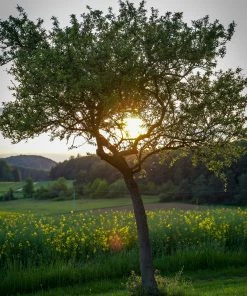 Roots Plants Williams Bon Chrétien Pear Tree Fruits 12 Roots Plants Williams Bon Chrétien Pear Tree Fruits