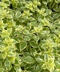 Roots Plants 3 Organic Pineapple Mint Plants Herbs