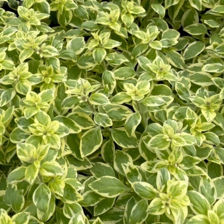 Roots Plants 3 Organic Pineapple Mint Plants Herbs 3 Roots Plants 3 Organic Pineapple Mint Plants Herbs