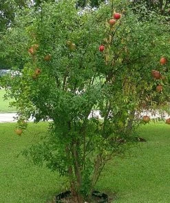 Roots Plants Provence Pomegranate Bush Fruits