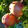 Roots Plants Provence Pomegranate Bush Fruits 2 Roots Plants Provence Pomegranate Bush Fruits