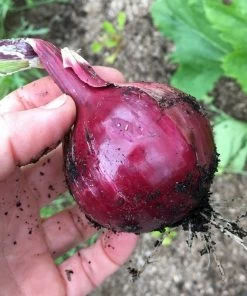 Roots Plants 20 Organic 'Red Baron' Red Onion Plants