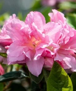 Roots Plants Hydrangea Best Flowering Shrubs 11 Roots Plants Hydrangea Best Flowering Shrubs