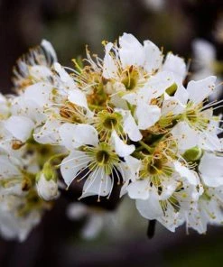 Roots Plants Fruits Victoria Plum Tree