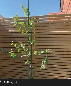 Roots Plants Silver Birch Tree | Betula Pendula Trees & Shrubs