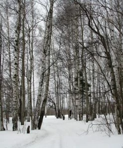 Roots Plants Silver Birch Tree | Betula Pendula Trees & Shrubs