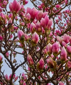 Roots Plants Trees & Shrubs Magnolia 'Soulangeana' | 9cm Pot