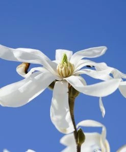 Roots Plants Trees & Shrubs Magnolia 'Stellata' | 9cm Pot