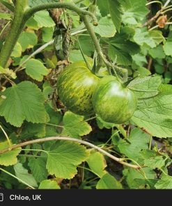 Roots Plants Salad Plants 5 Organic 'Tigerella' Tomato Plants 11 Roots Plants Salad Plants 5 Organic 'Tigerella' Tomato Plants