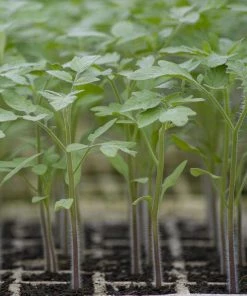 Roots Plants 5 Organic 'Yellow Pear' Tomato Plants