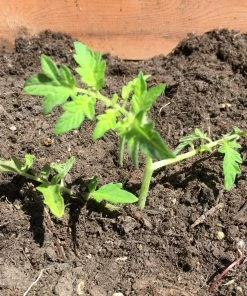 Roots Plants 5 Organic 'Tiny Tim' Tomato Plants Salad Plants