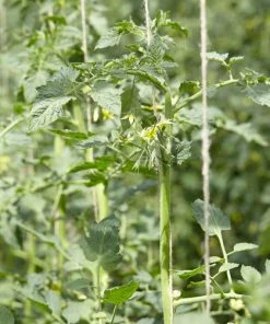 Roots Plants 5 Organic 'Gardeners Delight' Tomato Plants Salad Plants