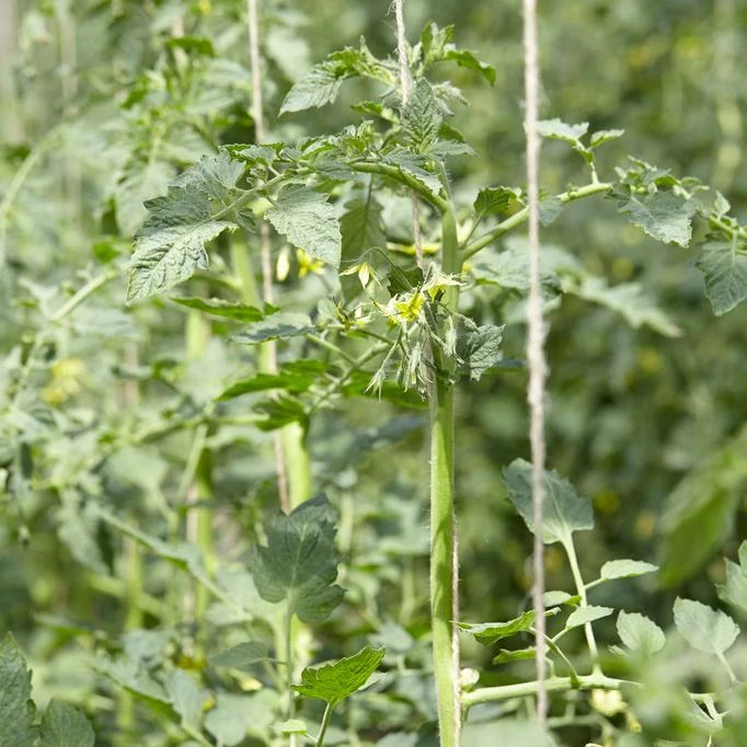 Roots Plants Salad Plants 5 Organic 'Golden Sunrise' Tomato Plants 9 Roots Plants Salad Plants 5 Organic 'Golden Sunrise' Tomato Plants