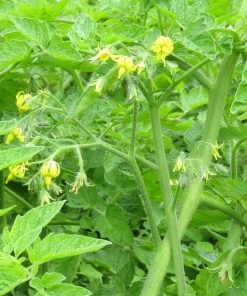 Roots Plants Salad Plants 15 Organic Colourful Tomato Plants 18 Roots Plants Salad Plants 15 Organic Colourful Tomato Plants