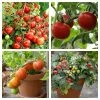 Roots Plants 15 Best Tomato Plants Collection | Growers Choice