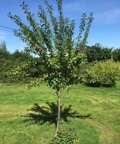 Roots Plants Fruits Victoria Plum Tree