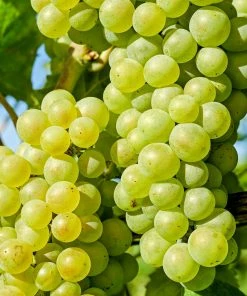 Roots Plants 90cm 'Chardonnay' Grape Vine | 3L Pot Fruits