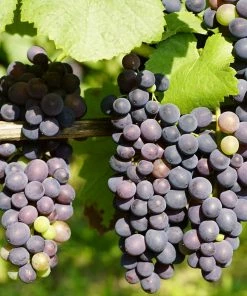 Roots Plants 90cm 'Regent' Grape Vine | 3L Pot