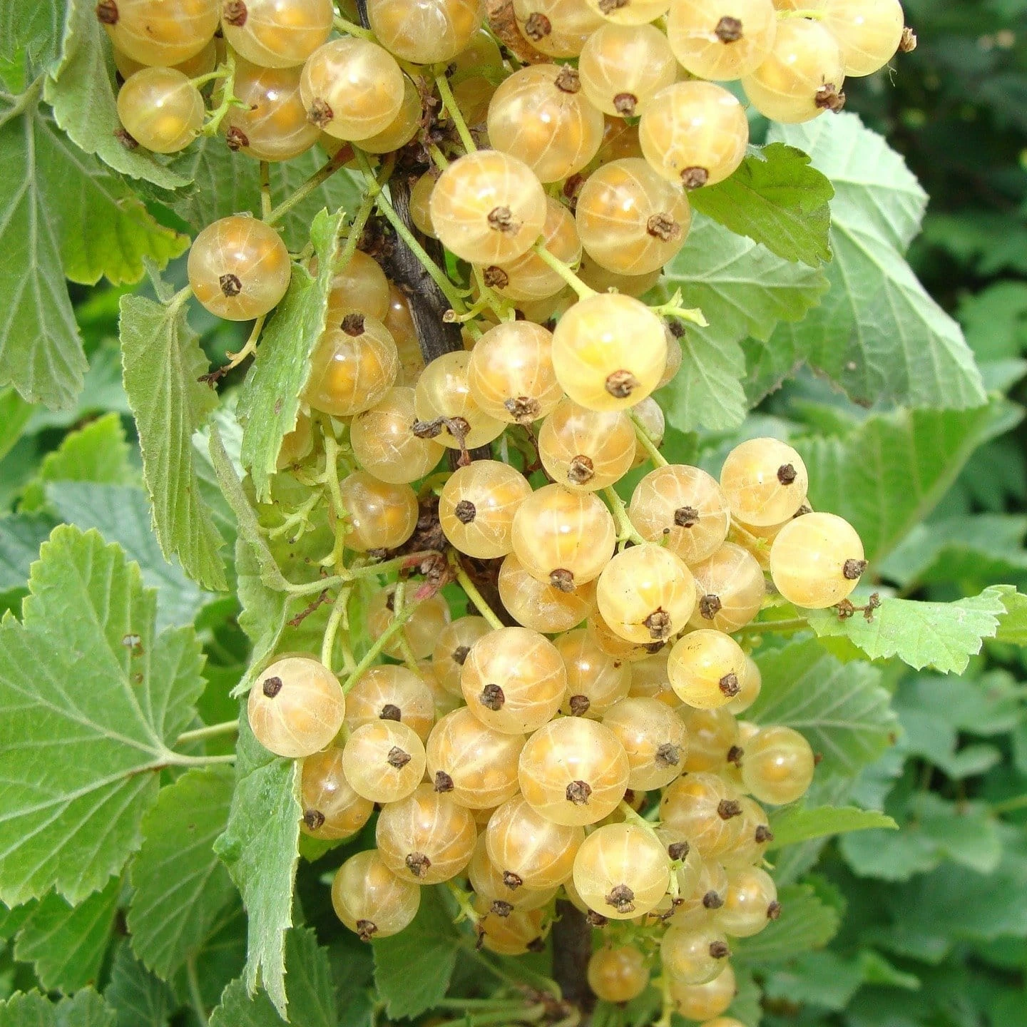 Roots Plants White Versailles' Whitecurrant Plant Fruits 3 Roots Plants White Versailles' Whitecurrant Plant Fruits