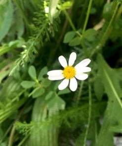 Roots Plants 100 Wildflower Meadow Plug Plants Perennials