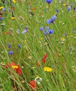 Roots Plants 100 Wildflower Meadow Plug Plants Perennials