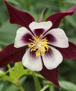 Roots Plants Cottage Garden Plants Collection 14 Roots Plants Cottage Garden Plants Collection