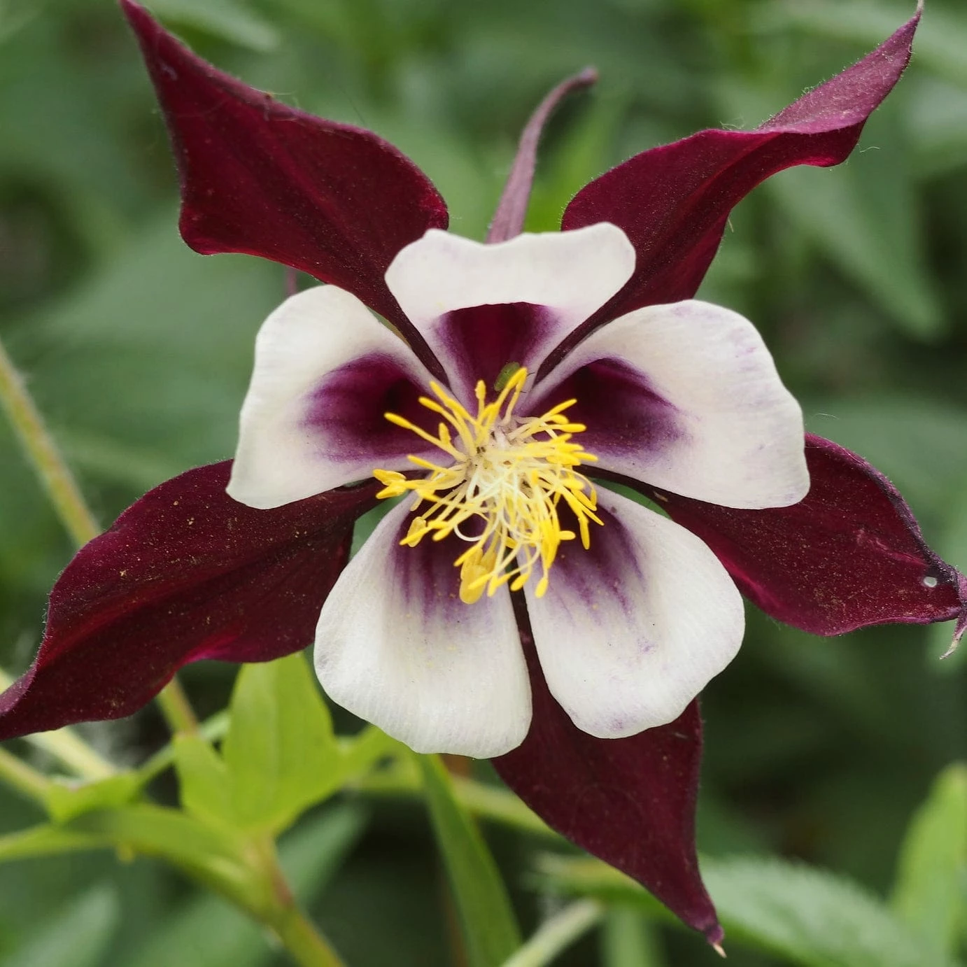 Roots Plants Cottage Garden Plants Collection 5 Roots Plants Cottage Garden Plants Collection