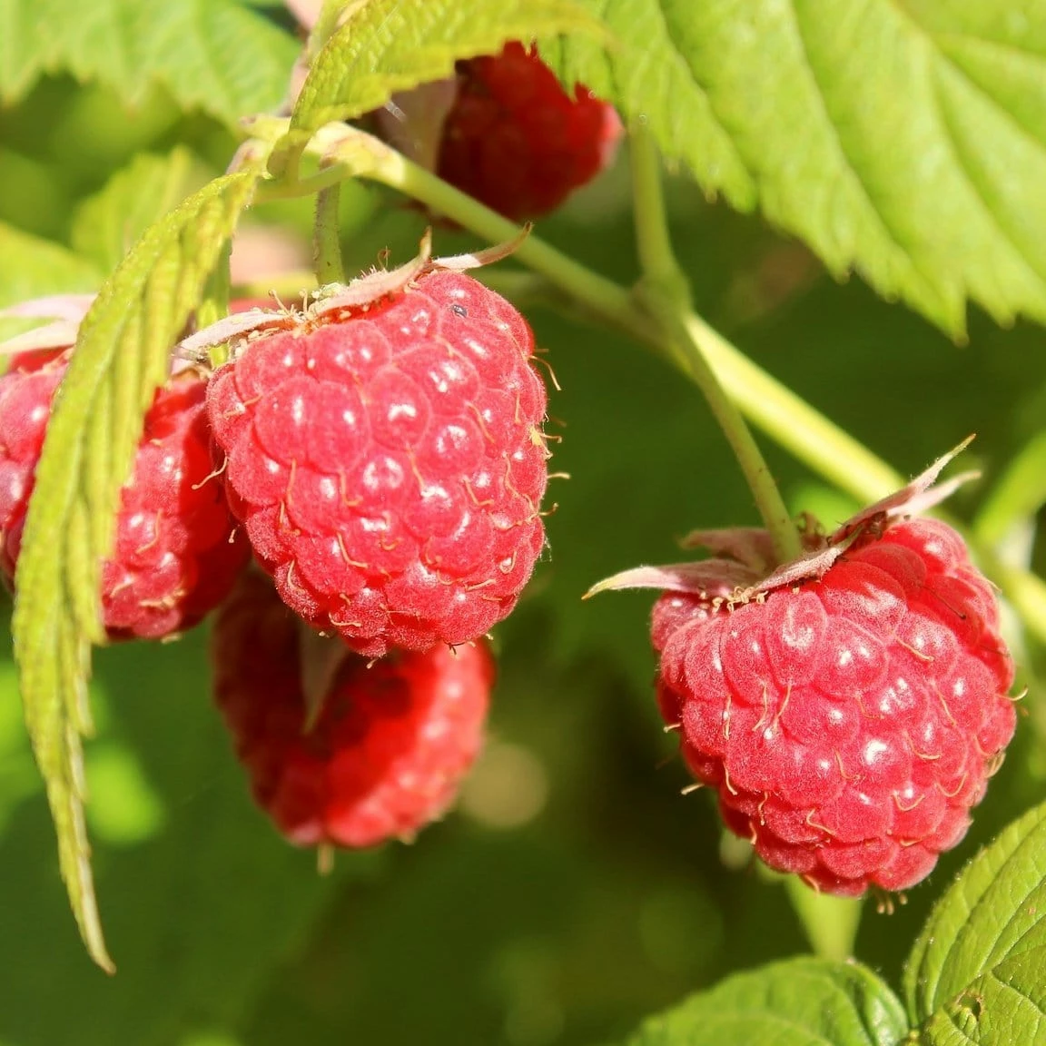 Roots Plants Yummy' Patio Raspberry Plant Fruits 3 Roots Plants Yummy' Patio Raspberry Plant Fruits