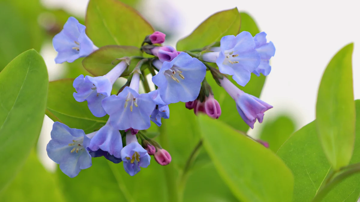 Roots Plants Shop -Roots Plants Shop blog header 31 8fee490a 62d1 42b5 9d2f